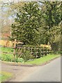 Monkey Puzzle Tree on Bell Lane