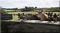 Curious cows at Chyanhall Farm