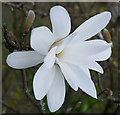 Magnolia stellata