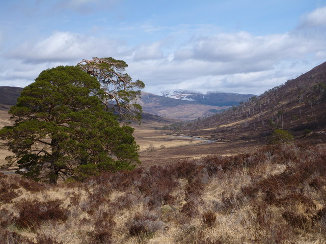 Scots Pines defying the trend in Glen Mallie