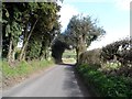 Tree tunnel on Parsonage Lane