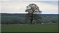 Tree on field boundary, near Holybreds Farm, Little Baddow