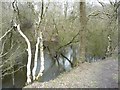 Perch Pool, Watermills Wood