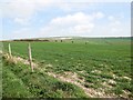TQ3407 : Fields between Bevendean and Falmer by Paul Gillett