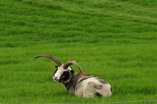 A Jacob sheep in green pastures