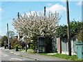 Cherry tree and phone box