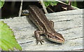 Common or Viviparous Lizard (Lacerta vivipara)