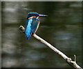 TL3810 : Kingfisher by Peter Trimming