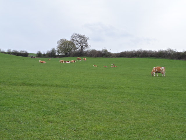 Cattle grazing near Upper Bottom farm