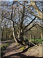 Trees by Ermine Street, near the Danemead nature reserve