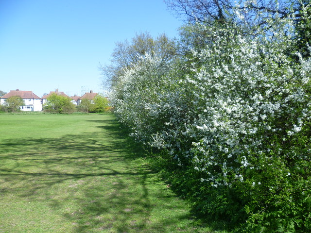 Hawthorn blossom at Manor Park Recreation Ground
