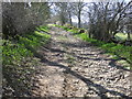 Tree lined track near Ox Pasture