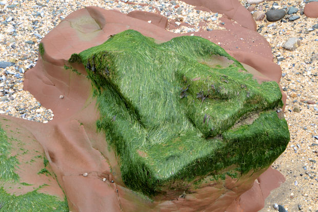 Algae and sandstone, Cultra