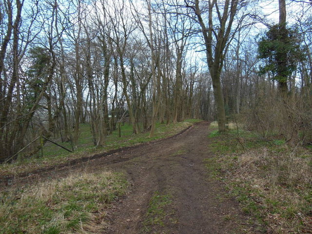 The Cotswold Way in Upton Wood