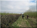 Bio  Fuel  crops  either  side  of  bridleway