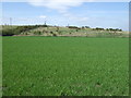 NZ2454 : Farmland, Urpeth by JThomas