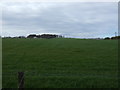 NZ1166 : Farmland, Houghton Moor by JThomas