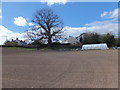 A group of houses and a poly-tunnel