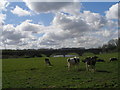 A59 bridge over the Ribble at Brockholes