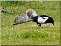 SJ9594 : A squirrel and a magpie by Gerald England