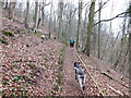 A dog walker in Stanley Wood