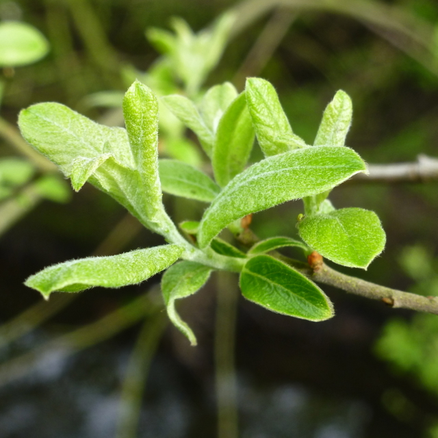 New willow leaves