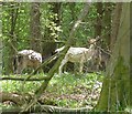 SP9513 : Albino Fallow Deer, Aldbury Nowers by Rob Farrow