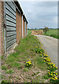 Dandelions and straw bales by farm shed, Beighton