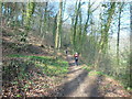 The Cotswold Way in Cockshoot Wood