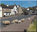 Sheep cross High Street, Bream