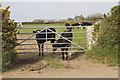 Inquisitive cattle