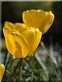 TQ2995 : Tulips, London N14 by Christine Matthews