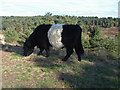 SU8762 : Belted Galloway by Alan Hunt