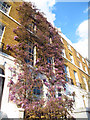 Wisteria on Hyde Vale