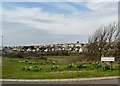 Daffodils near Bishopstone