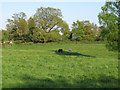 Dell Meadow (Nature Reserve), Danbury