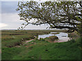 Fingringhoe Marsh