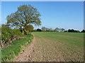 Footpath near Alton Grange