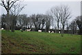 Sheep on the edge of Ideford