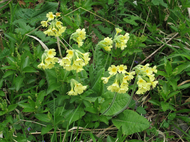 Oxlip (Primula elatior) in West Wood