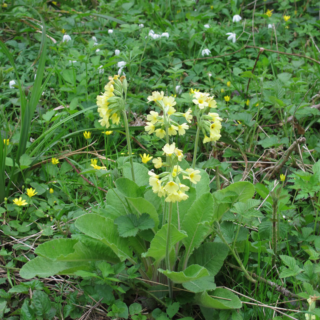 Oxlip - flowers & leaves, West Wood