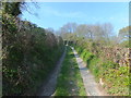 Track between well trimmed hedges