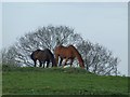 Horses on a hill, Maghaberry