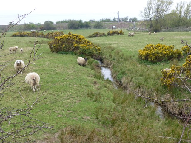 Sheep beside the Embleton Burn