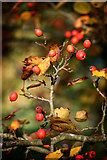 SU5598 : Berries in the Arboretum by Des Blenkinsopp