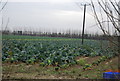 Field of Cabbages