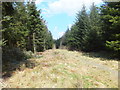 Footpath along a forestry access track