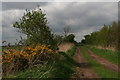 Gorse (whin) by Fishings Lane