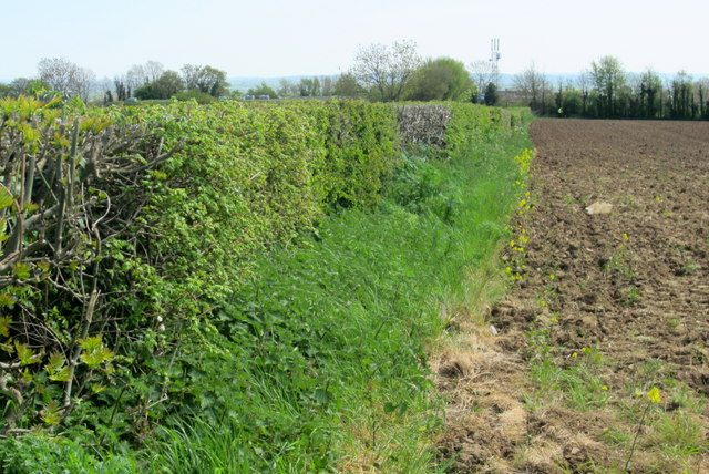 Roadside hedge and phone mast beyond