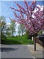 TQ4677 : Blossom in Bournewood Road, Plumstead by Marathon